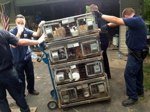 Rabbits being removed from home