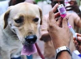 Dog Rabies Vaccination
