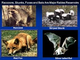 Wildlife That Carry Rabies