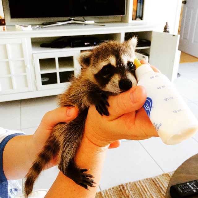 Rescued Raccoon