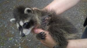 Injured Raccoon