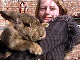 Ralph, the 50-pound rabbit