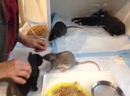 Rat with Kittens