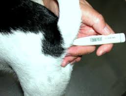 Taking a dog's rectal temperature