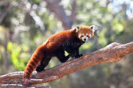 Red Panda