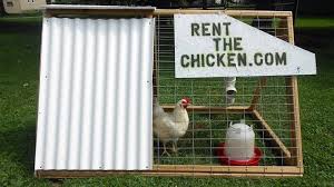 Rent-The-Chicken coop and chicken