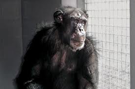 Research Chimpanzee