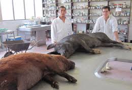 Pigs in a Research Lab