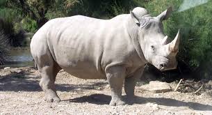 White Rhino