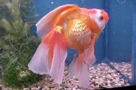 Ryukin goldfish