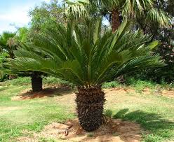 Sago Palm