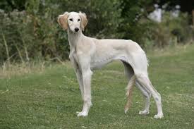 Saluki