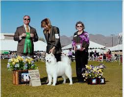 Champion Samoyed