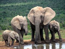 Savanna Elephants
