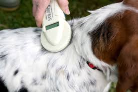 Scanning Dog For Microchip