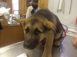 Scared Dog at Vet Office