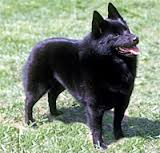 Schipperke