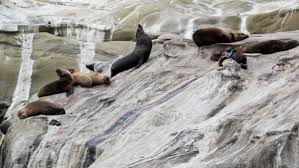 Sea Lions on bluff   