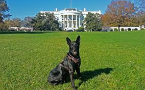 Secret Service Dog in front of White House