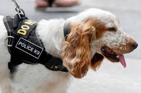 Secret Service Spaniel