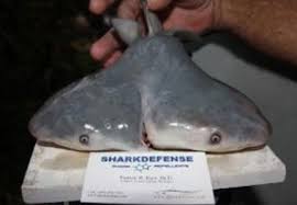 Shark with two heads