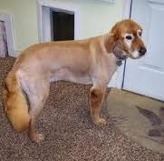 Shaved down Golden Retriever