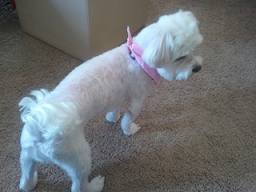 Maltese shaved down