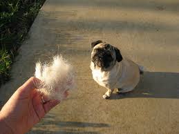 Shedding Pug