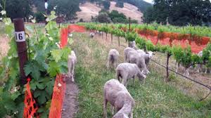 Sheep in the Vineyards