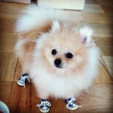Dog Wearing Shoes