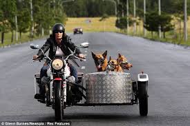 Dogs riding in a sidecar