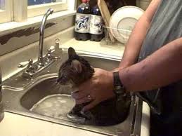 Bathing Cat in Sink