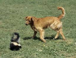 Skunk and Dog Encounter