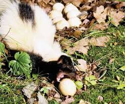 Skunk Eating Egg