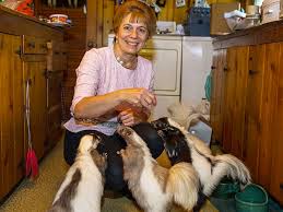 Deborah Cipriani and her skunks 