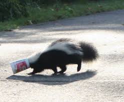 Skunk With Container on Head  