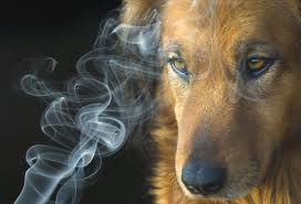 Dog in smoke