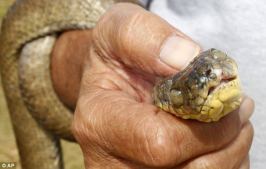 Man holding brown tree snake