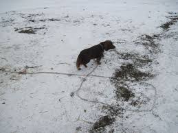 Dog chained in snow