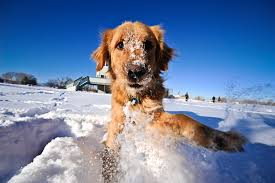 Dog in Snow