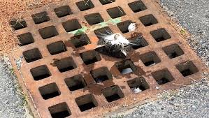 Cat Stuck in Storm Drain