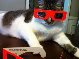 Cat Wearing Eclipse Glasses