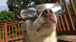 Dog Wearing Eclipse Glasses