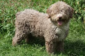 Spanish Water Dog