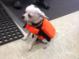 Dog Wearing Spike Bite Vest  