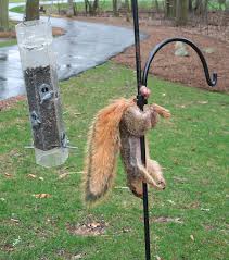 Squirrel hanging from feeder