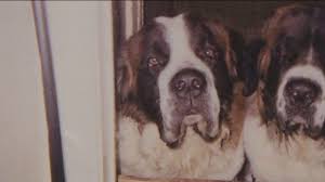 St. Bernards