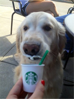 Dog with Starbucks Puppicino