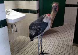Stork In Bathroom
