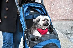 Dog in Stroller